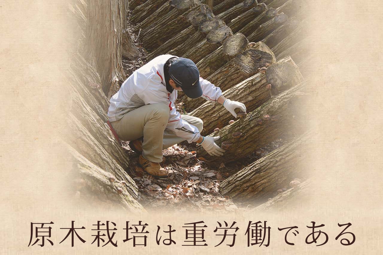 原木栽培は重労働である
